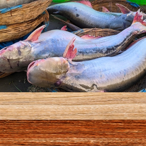 সামুদ্রিক পাঙ্গাস - Sea Pangas