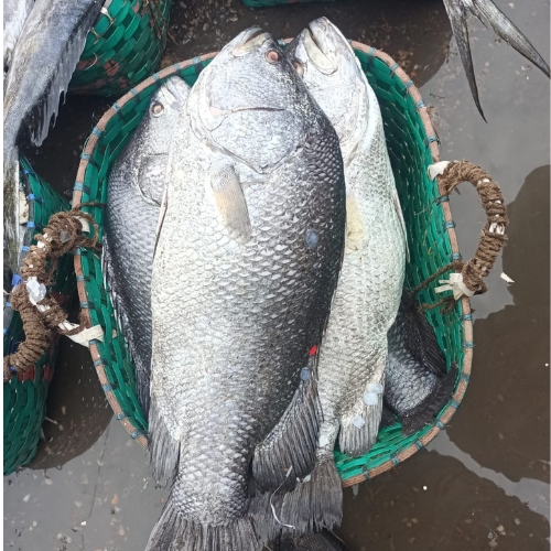 Koi Koral - কৈ কোড়াল Mid size