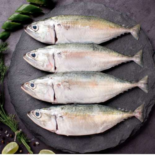 Indian mackerel Big Size