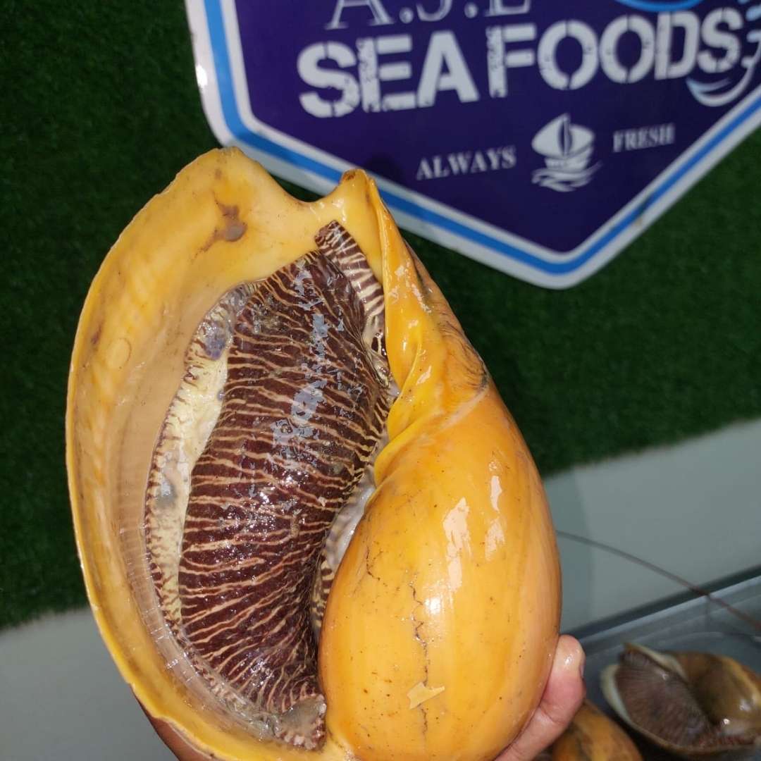 Big Sea Snail - শামুক