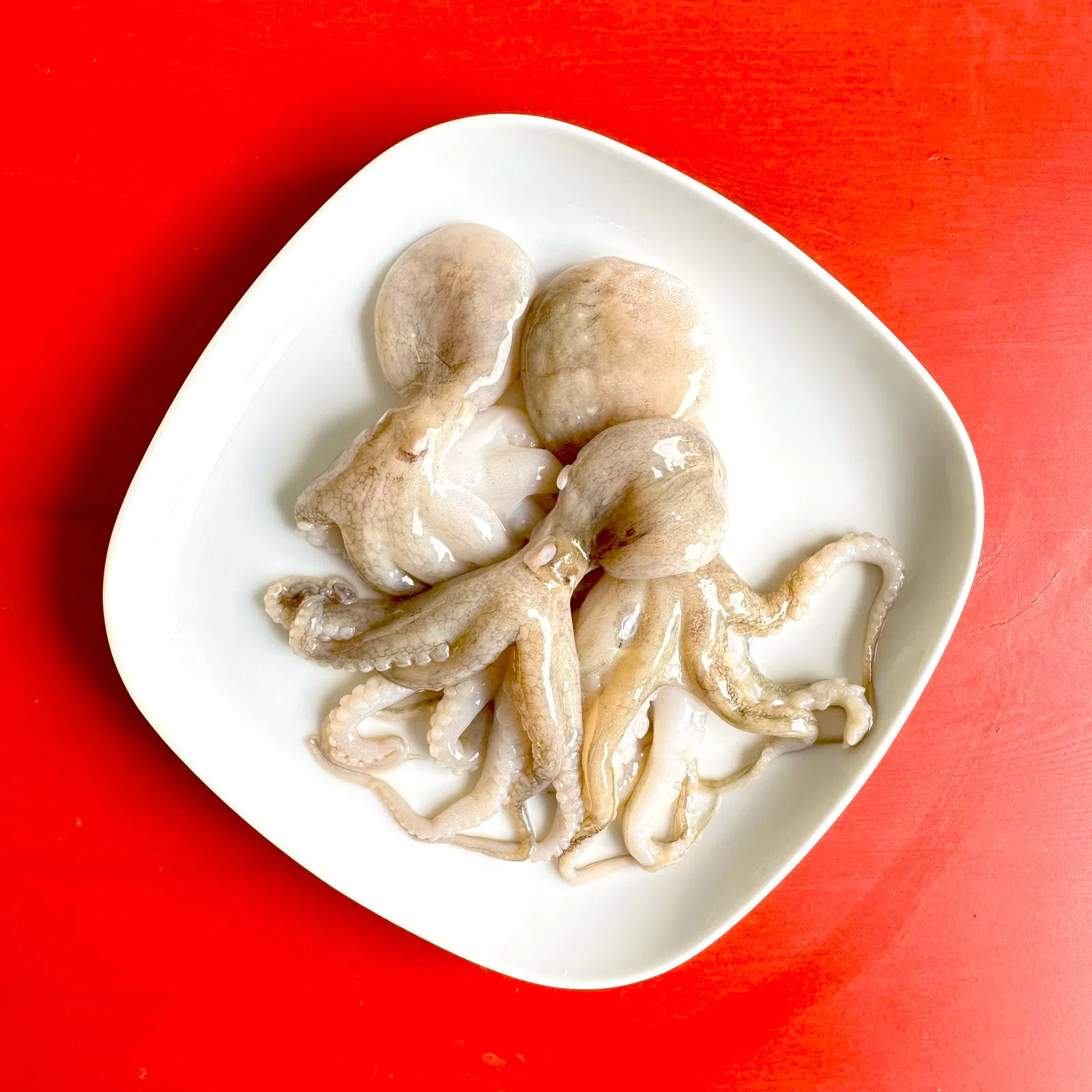 OCTOPUS BABY (Raw)