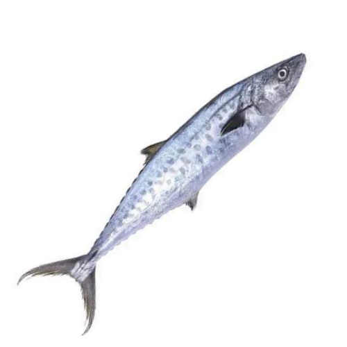 Surma Medium size (mackerel king)