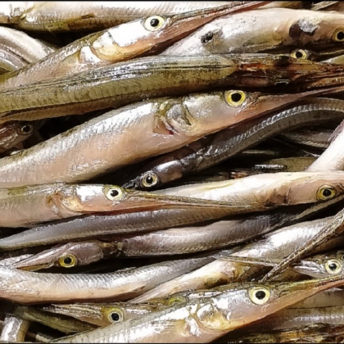 KAKILA FISH (Big Size)