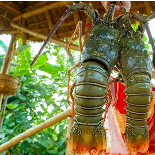 Lobster Special (Premium Big)