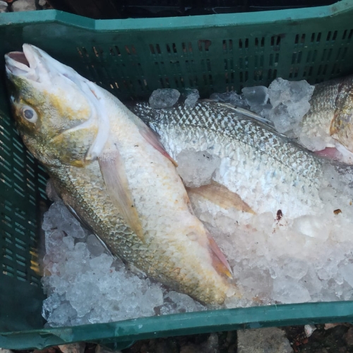 white snapper - big size