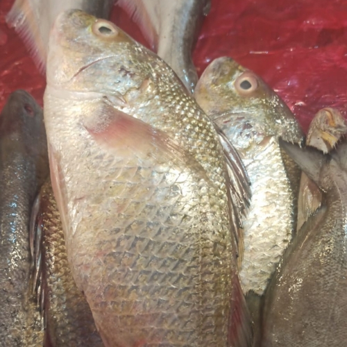 white snapper- mid size