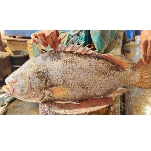 Koi Koral - (Big size)