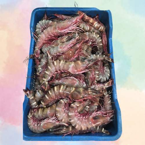 Tiger shrimp (BIG SIZE)