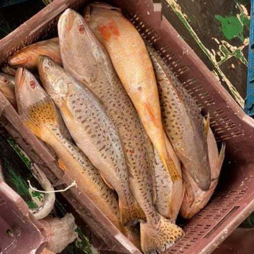 Spotted Jew - mid size