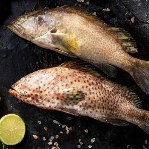 Hamour Fish - হামুর Mid size